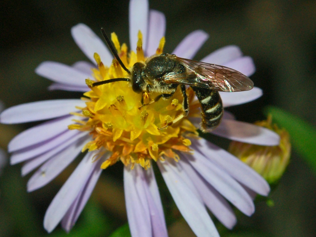Apidae Halictinae: Lasioglossum  sp. o Halictus sp.
